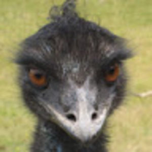 Meet your Posher, Nora